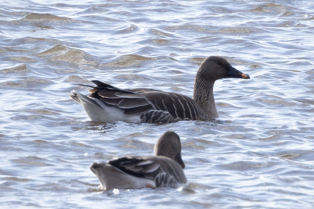 Taiga Bean-Goose - ML643740665