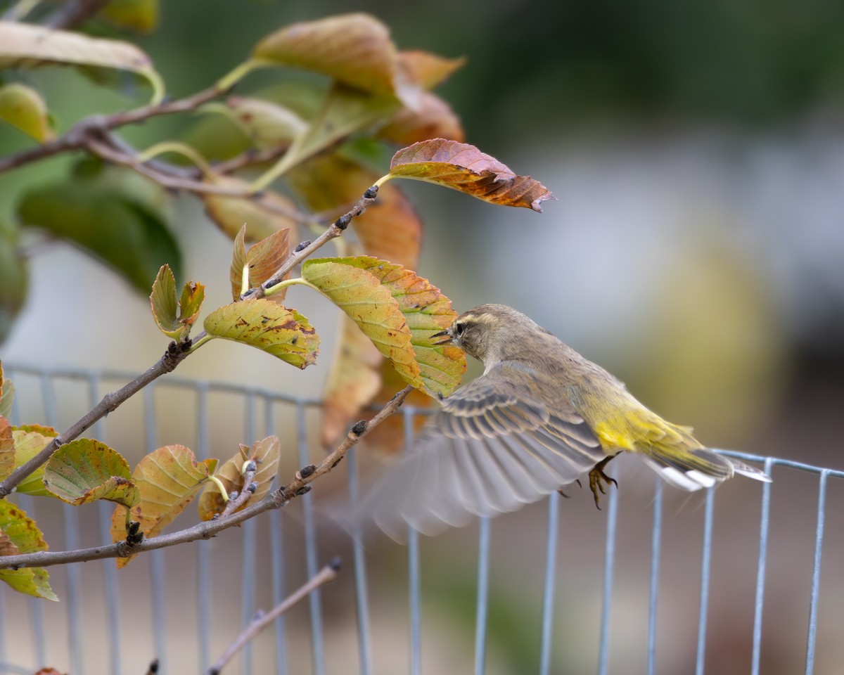 Palm Warbler - ML643740677