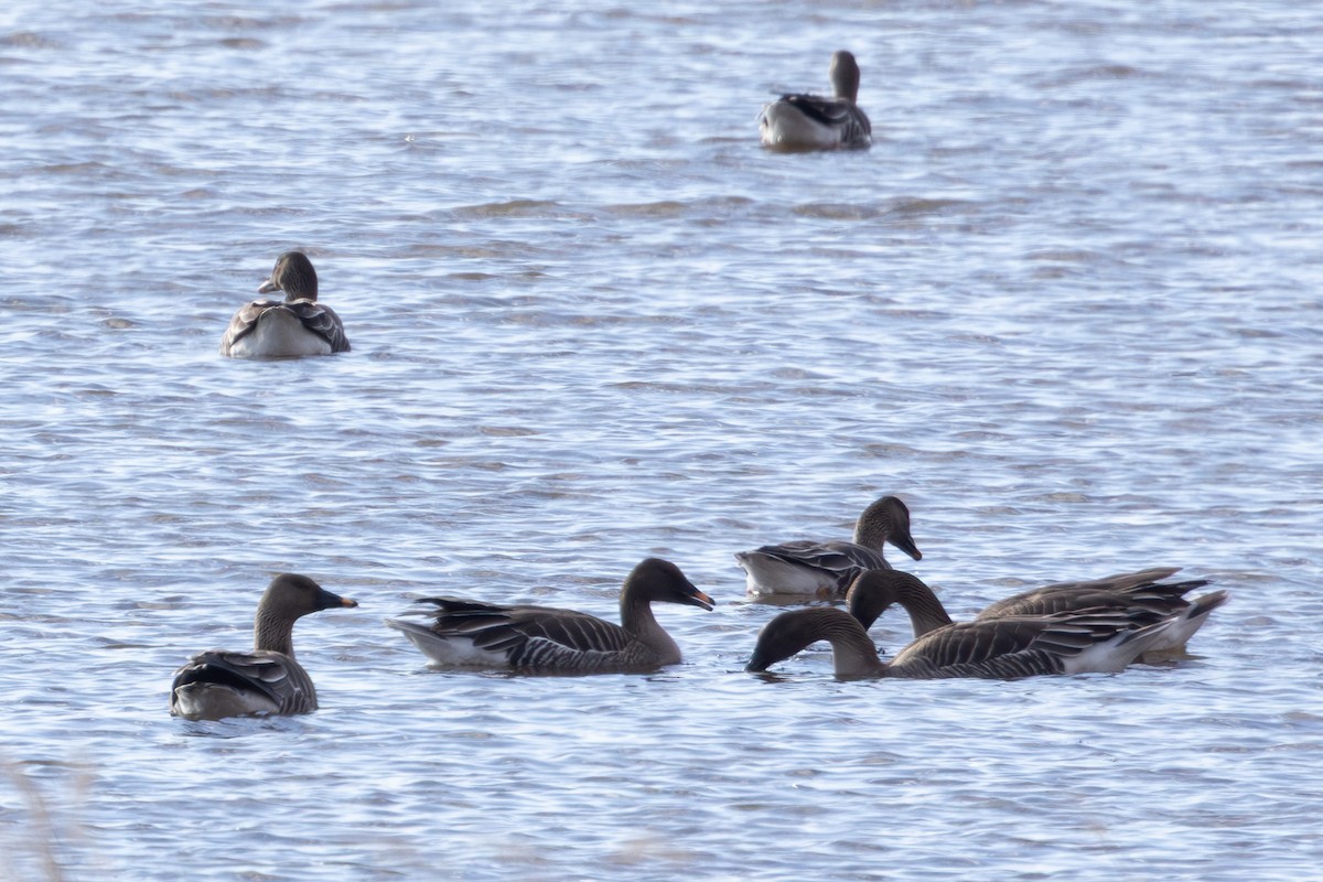 Taiga Bean-Goose - ML643740678