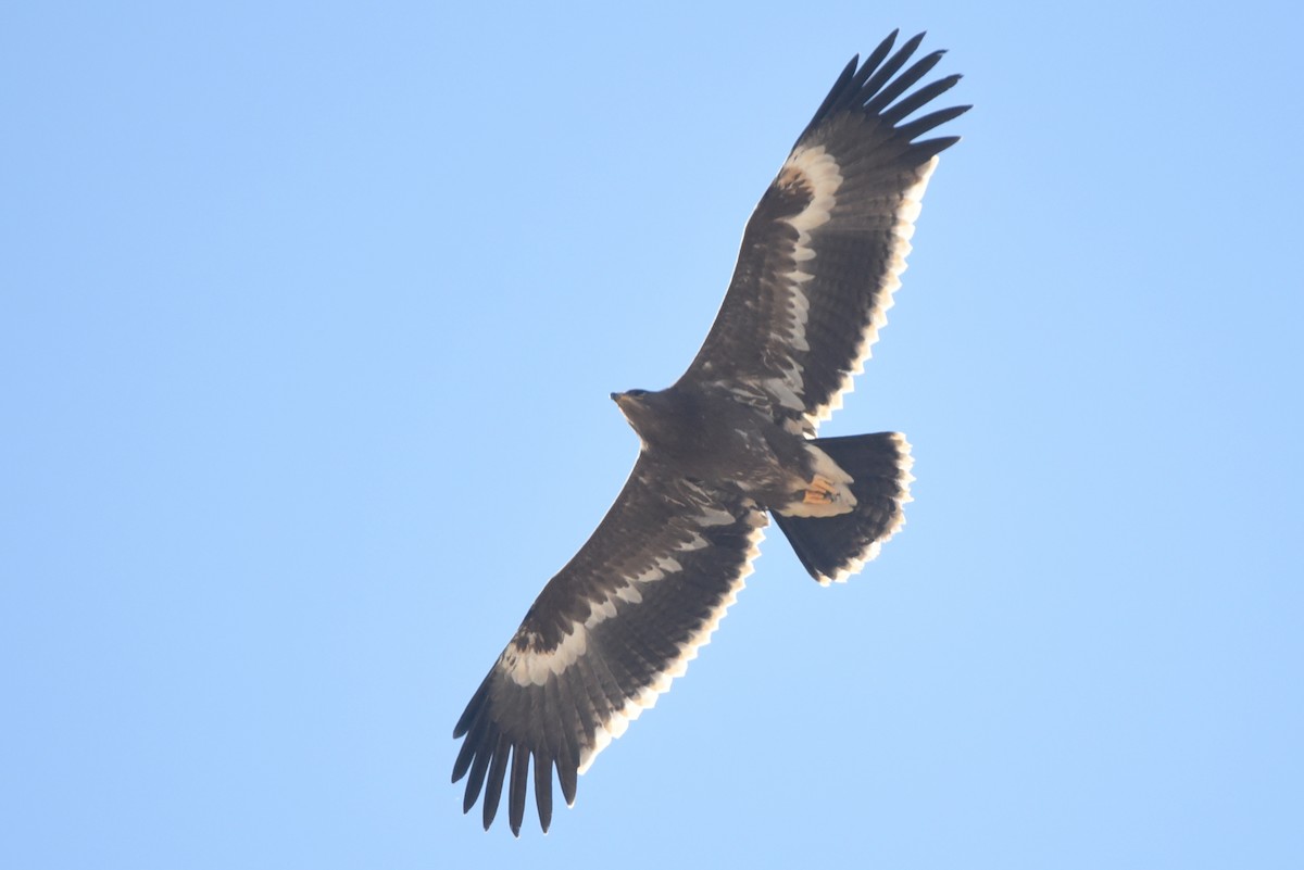 orel stepní - ML643740682