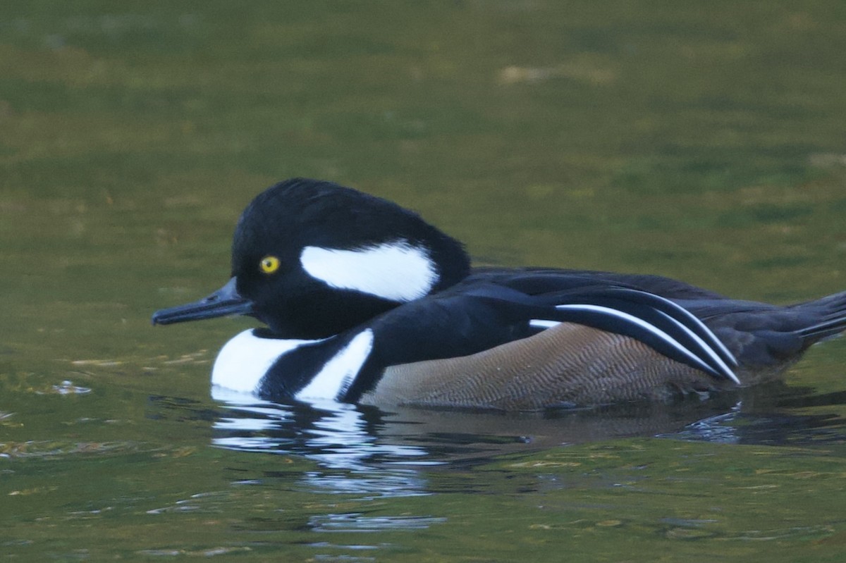 Hooded Merganser - ML643740687