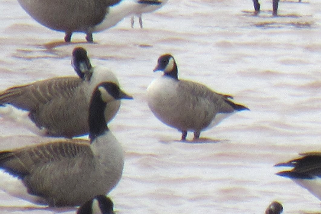 Cackling Goose - ML643740696