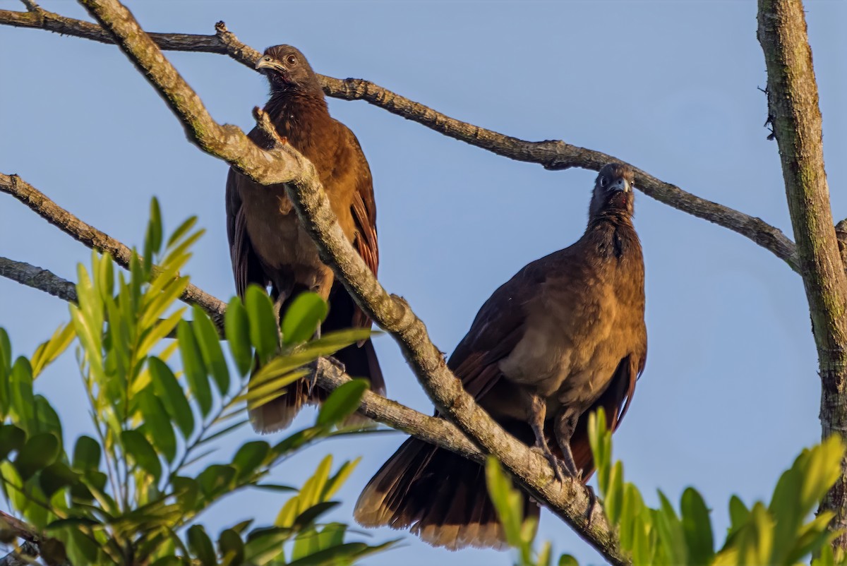 Gray-headed Chachalaca - ML643740708