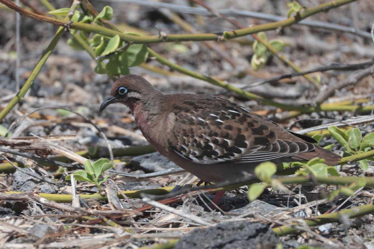 Galapagos Dove - ML643740715