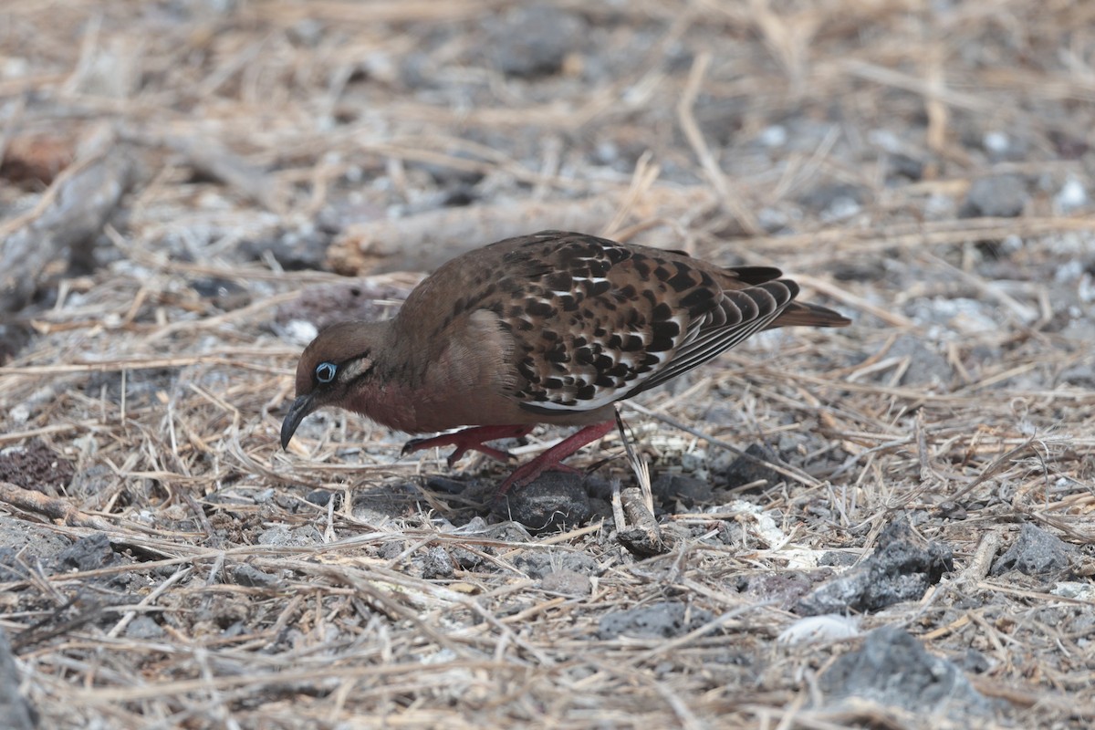 Galapagos Dove - ML643740716