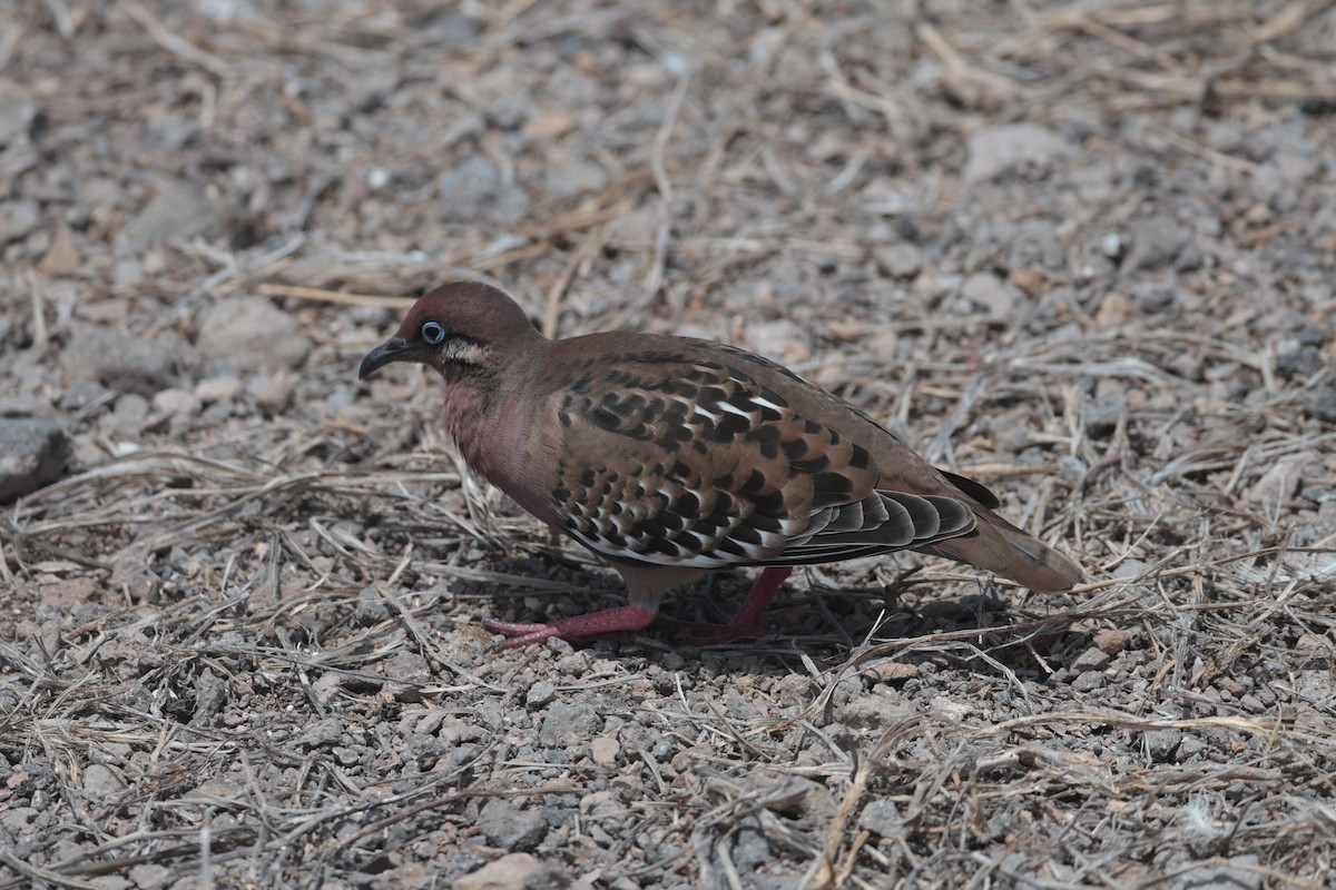 Galapagos Dove - ML643740717