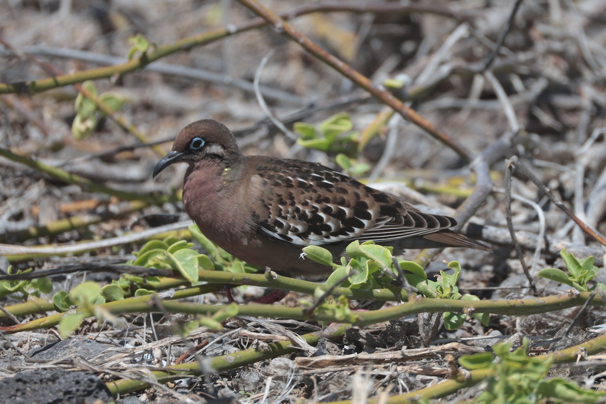 Galapagos Dove - ML643740718