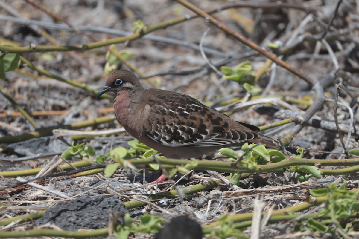 Galapagos Dove - ML643740719