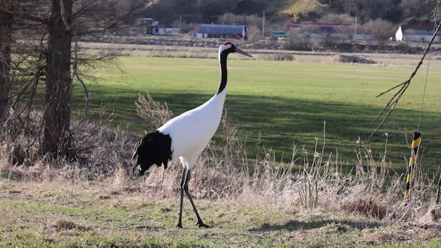 Red-crowned Crane - ML643740724