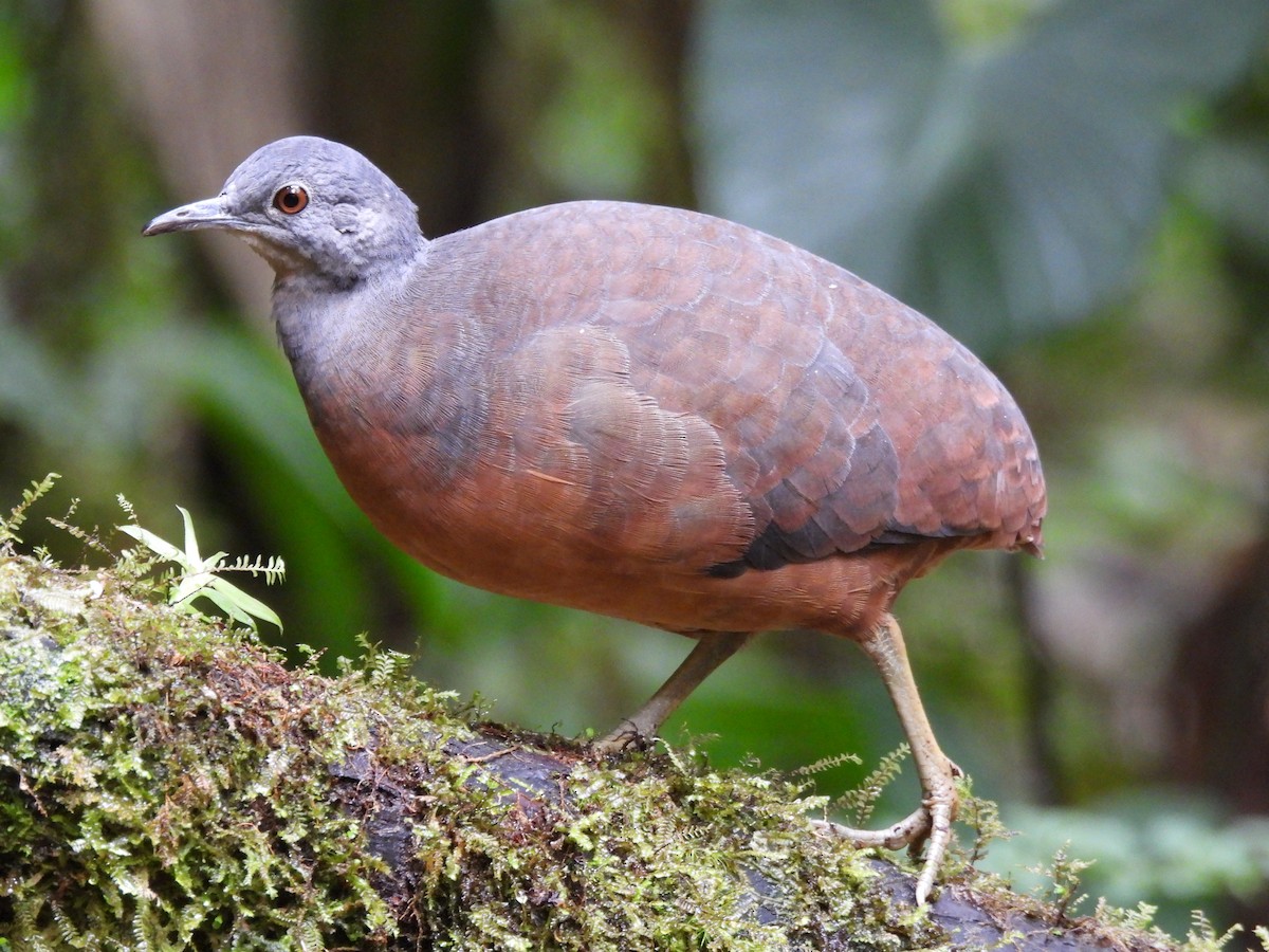 コシギダチョウ - ML643740730