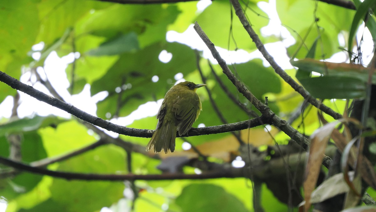 Halmahera Golden-Bulbul - ML643740744