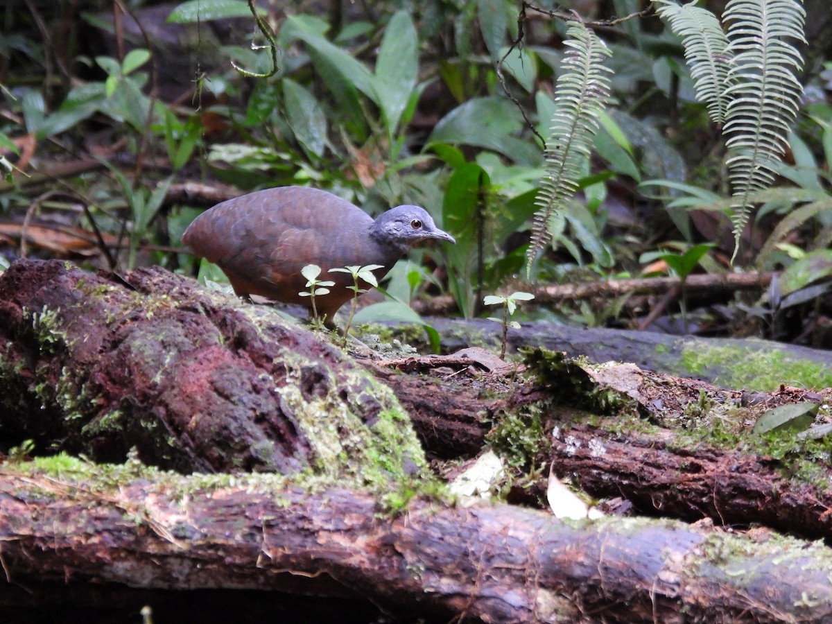 コシギダチョウ - ML643740746