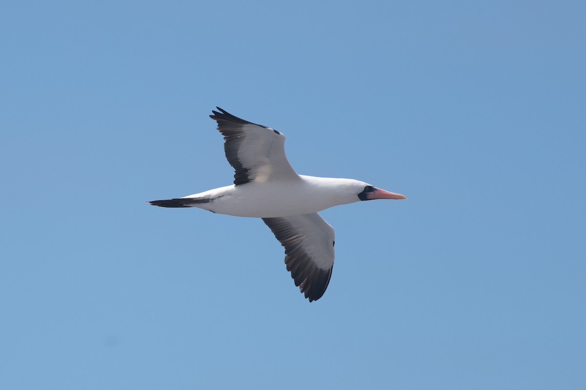 Nazca Booby - ML643740748