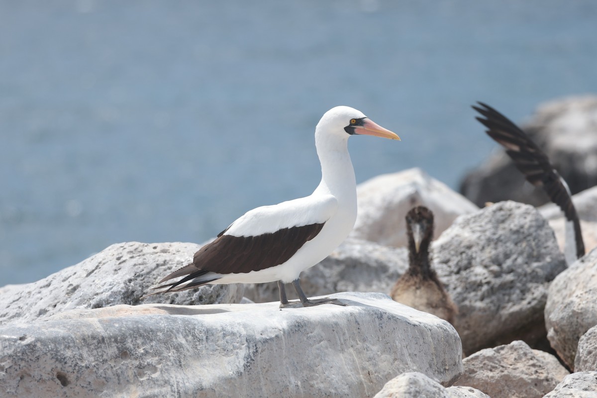 Nazca Booby - ML643740749