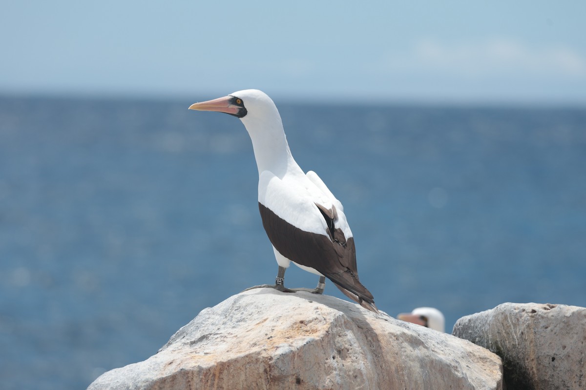 Nazca Booby - ML643740750