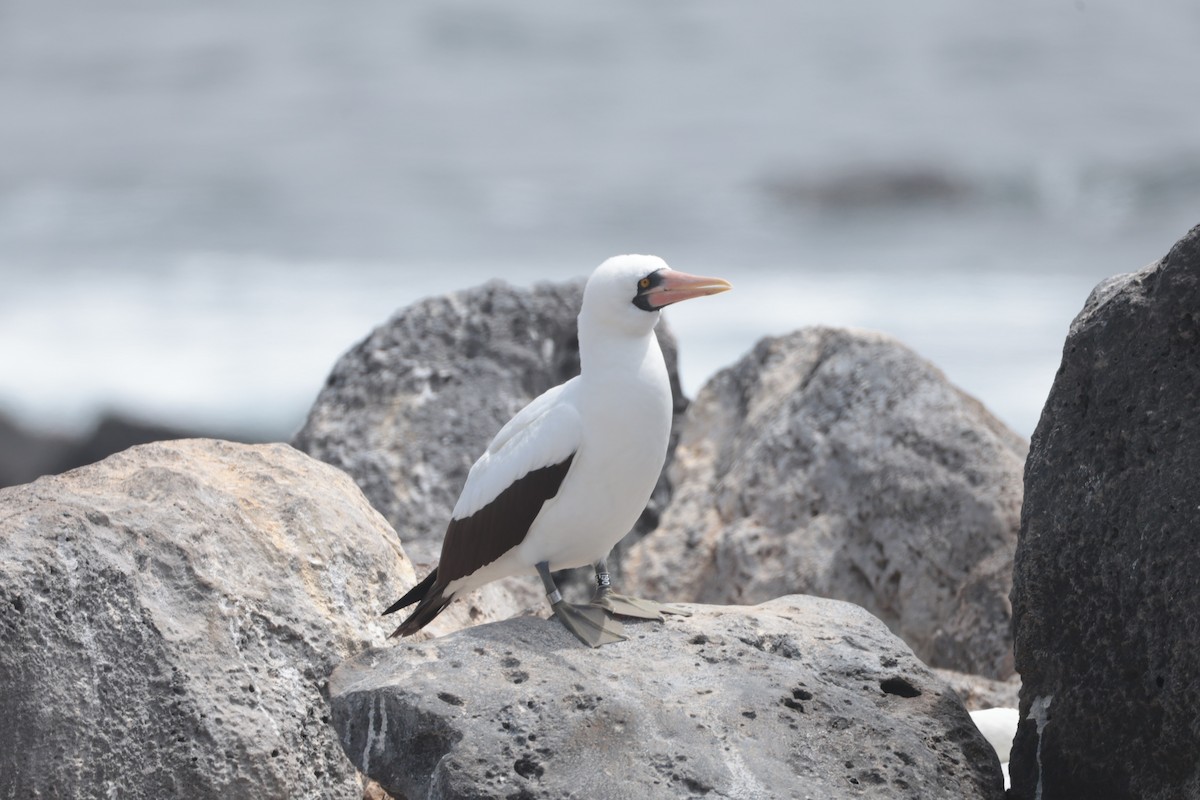Nazca Booby - ML643740751