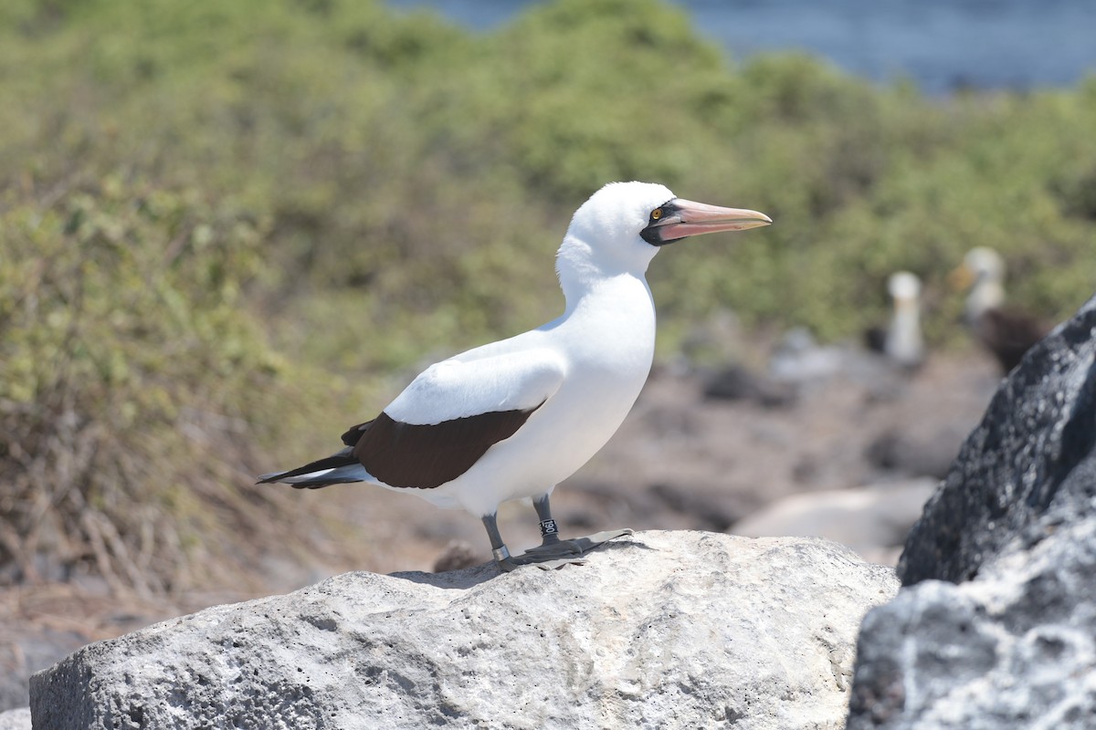 Nazca Booby - ML643740752