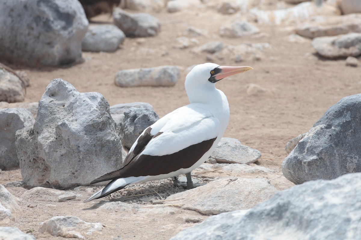 Nazca Booby - ML643740753