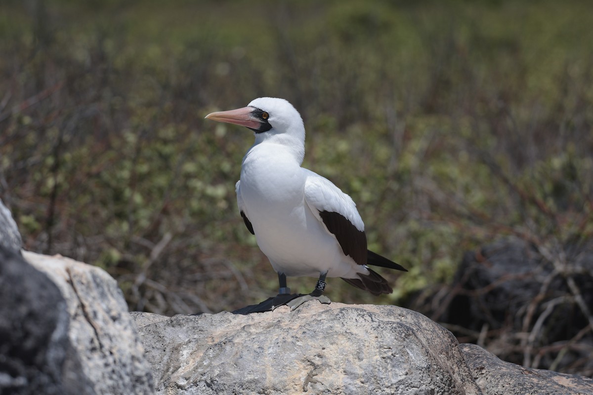 Nazca Booby - ML643740754