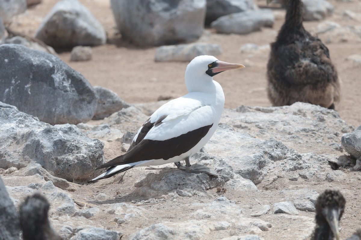 Nazca Booby - ML643740755