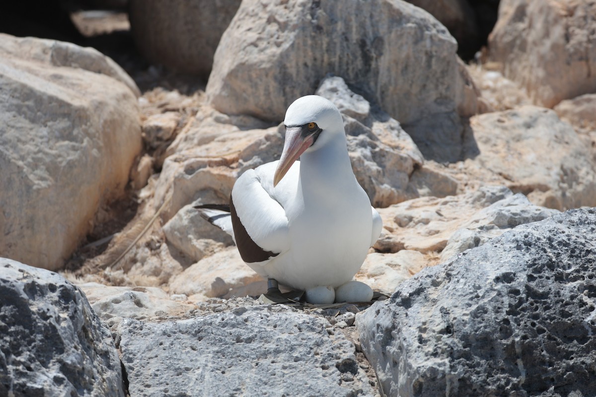 Nazca Booby - ML643740756