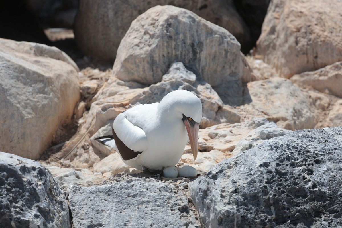 Nazca Booby - ML643740757