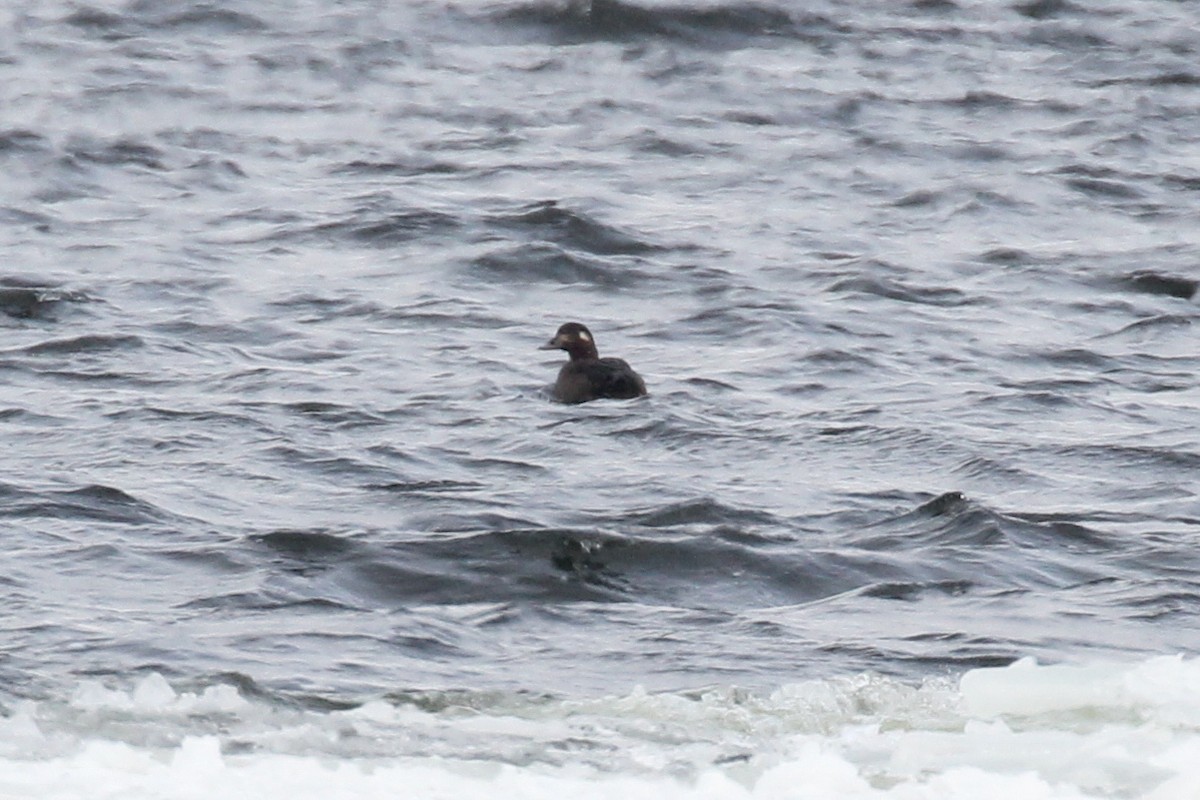 White-winged Scoter - ML643740758