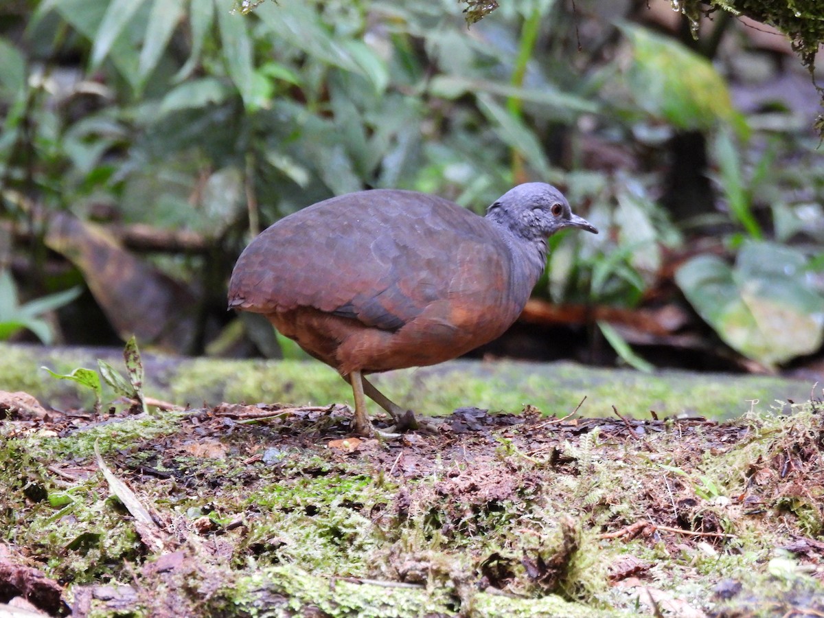 コシギダチョウ - ML643740768