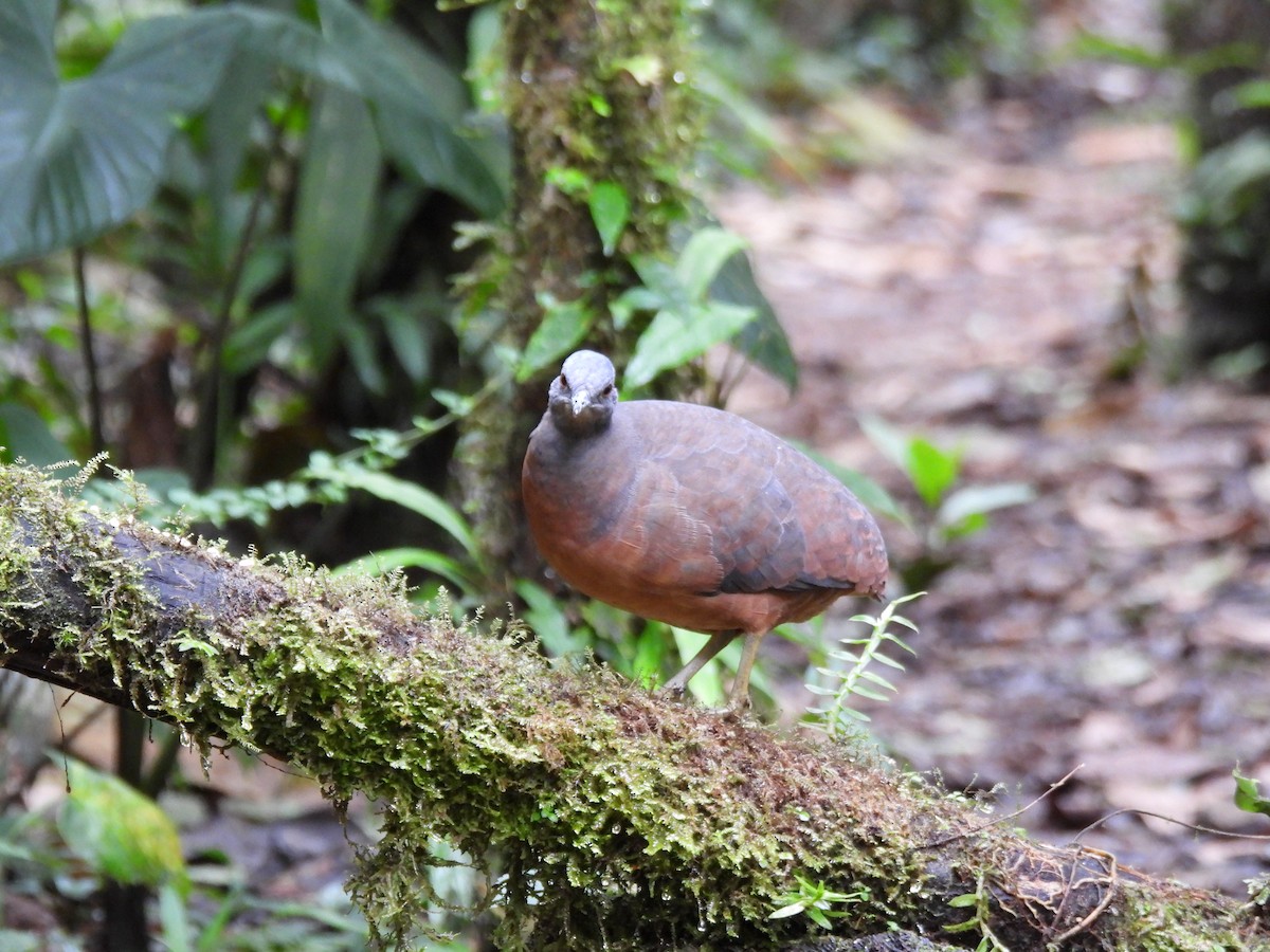 コシギダチョウ - ML643740772