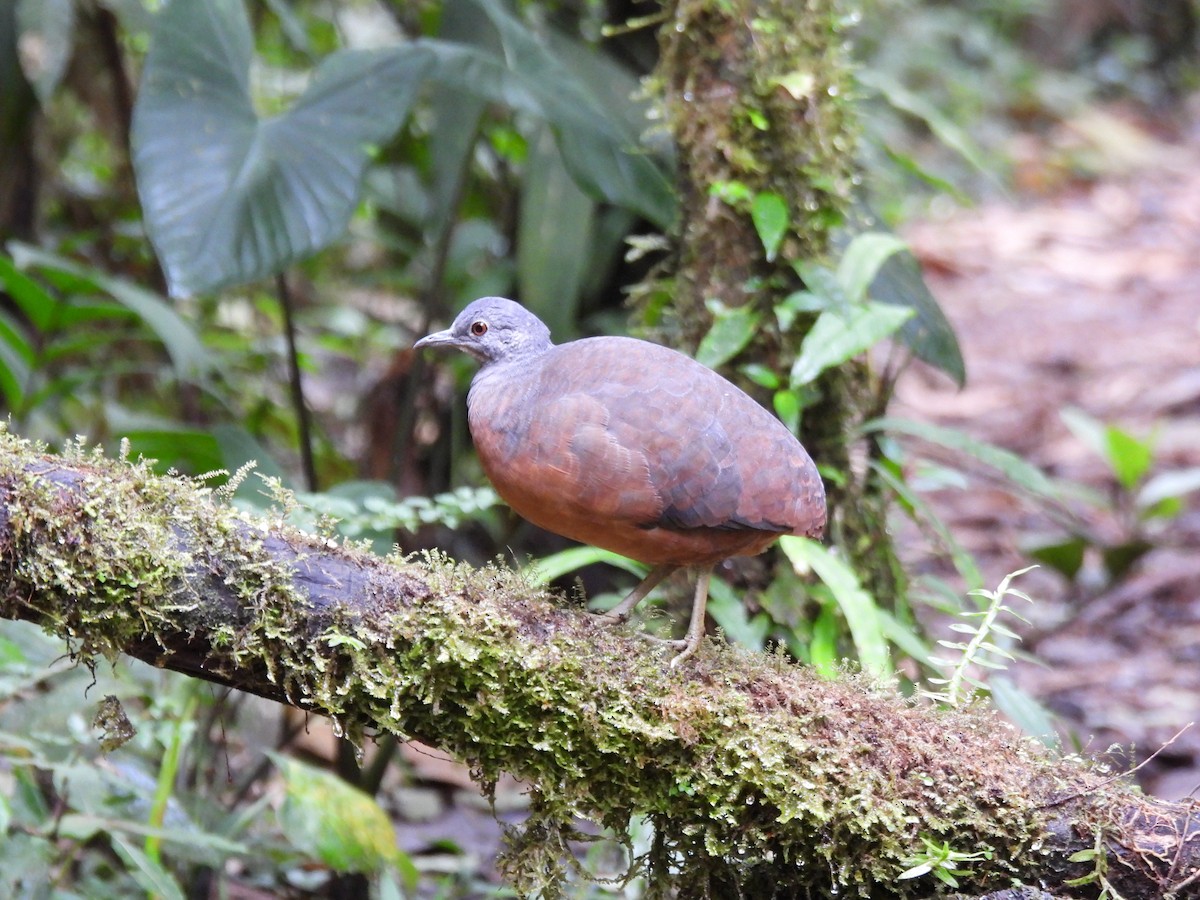 コシギダチョウ - ML643740775