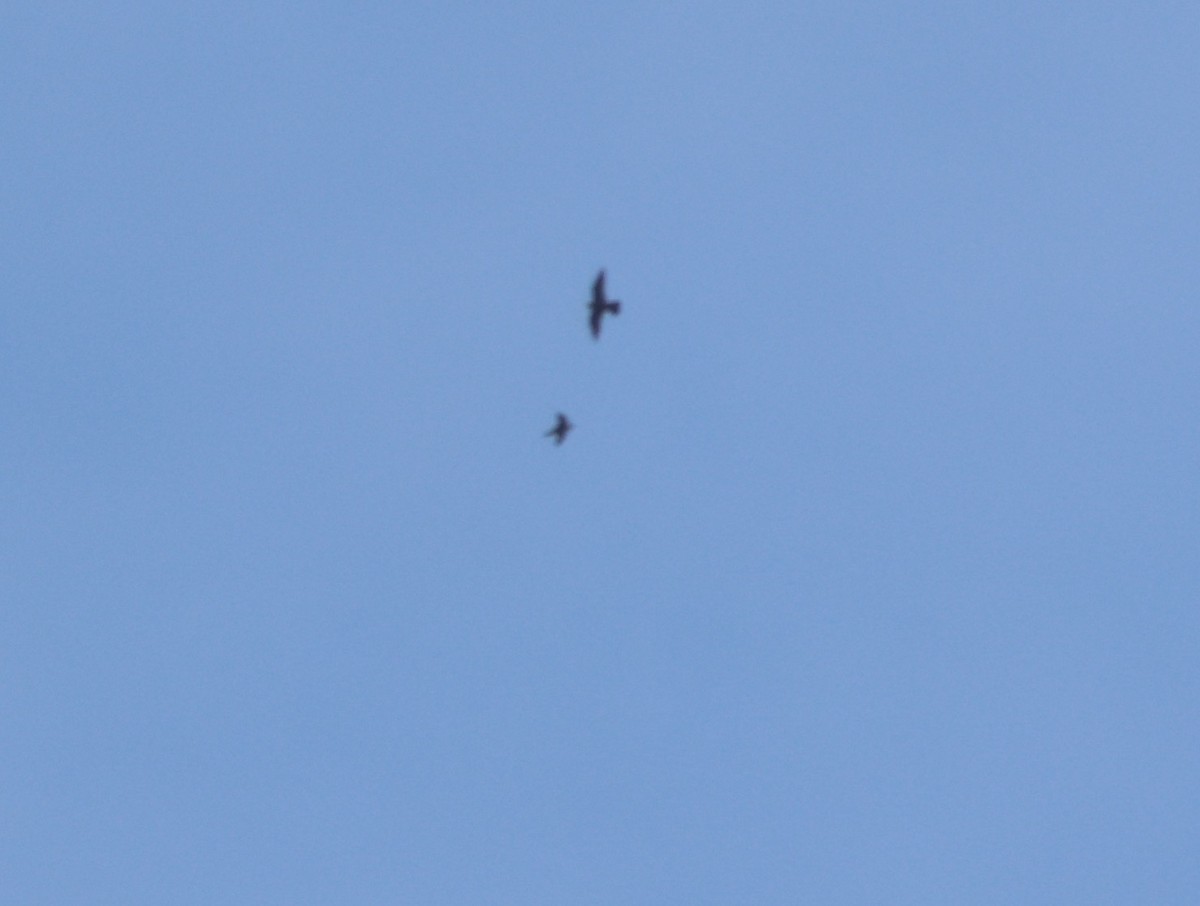 Peregrine Falcon - ML643740804