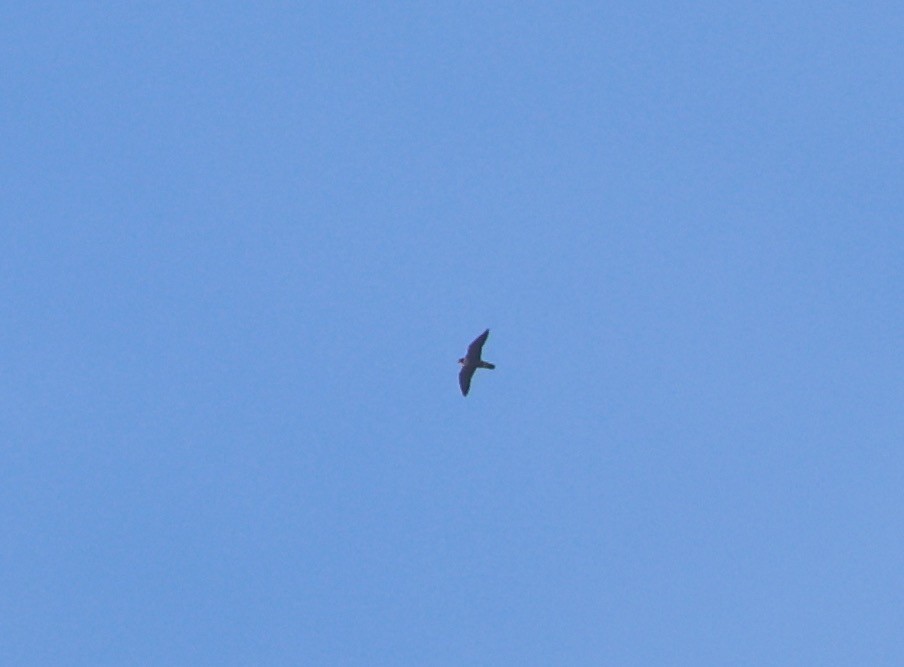 Peregrine Falcon - ML643740805