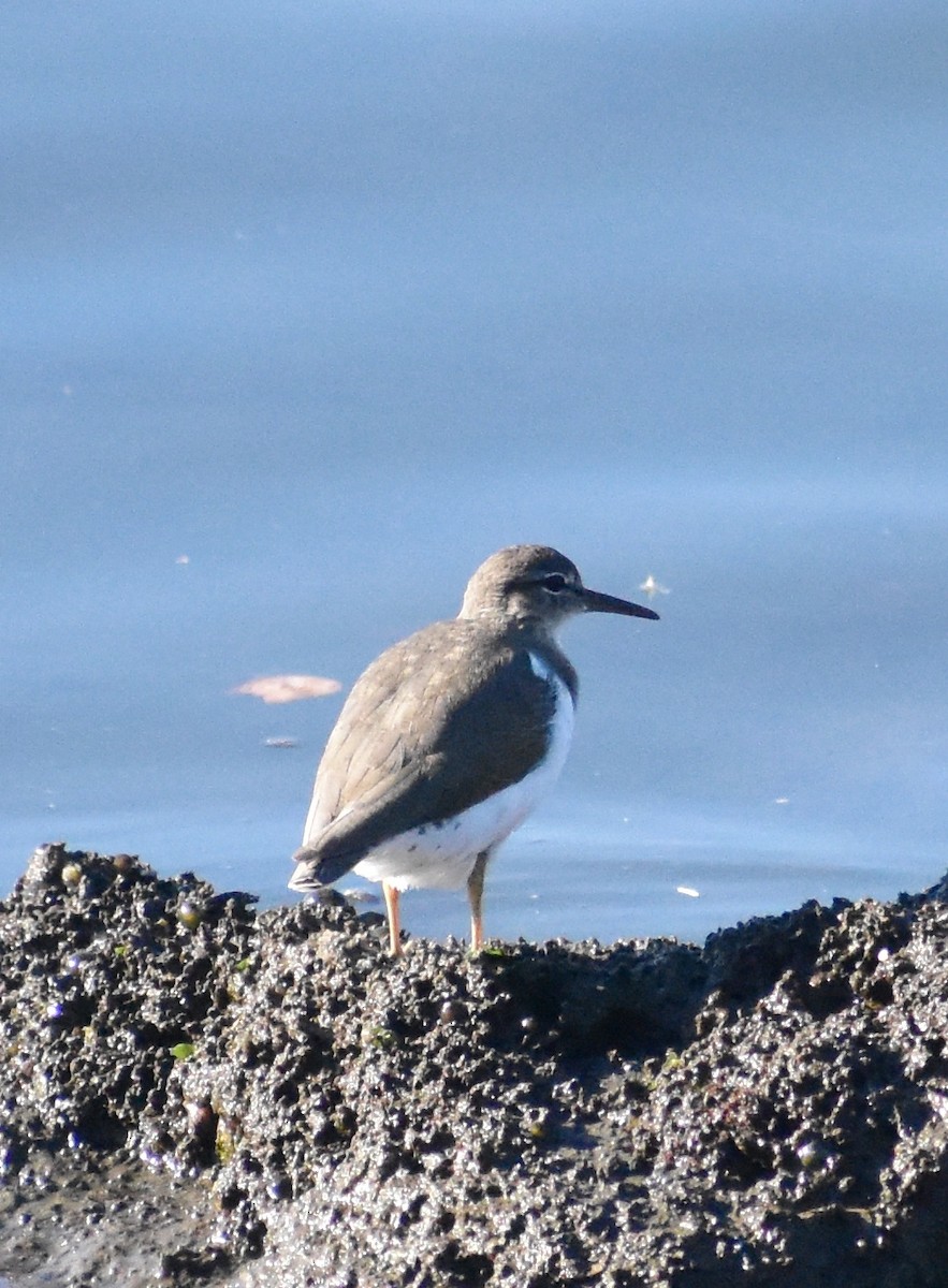 Drosseluferläufer - ML643740809