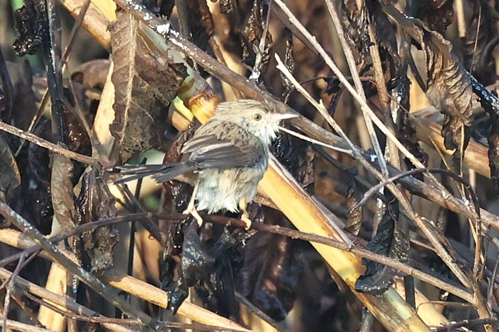 Delicate Prinia - ML643740812