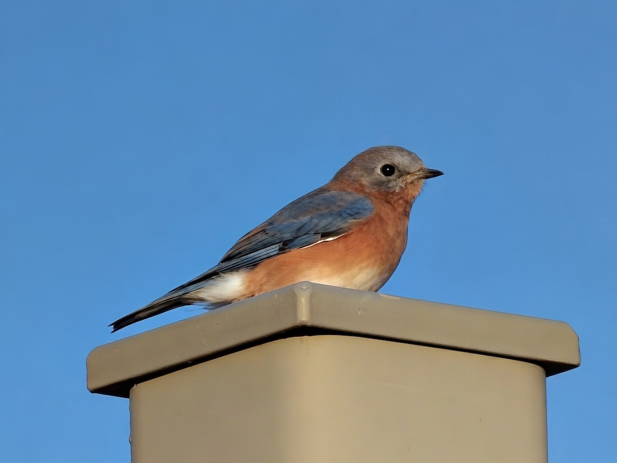 Eastern Bluebird - ML643740822