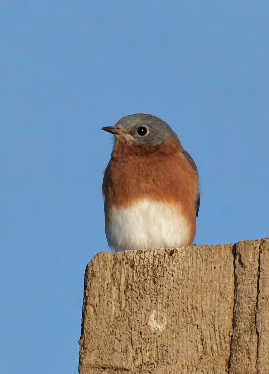 Eastern Bluebird - ML643740823
