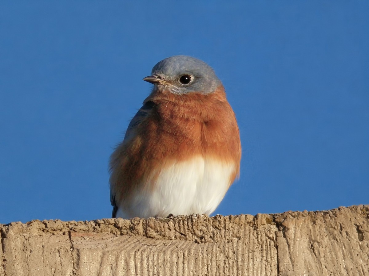 Eastern Bluebird - ML643740824