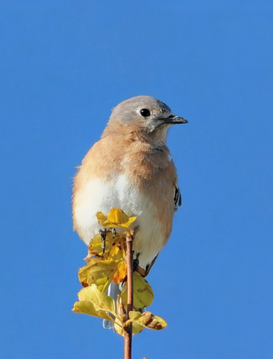 Eastern Bluebird - ML643740825