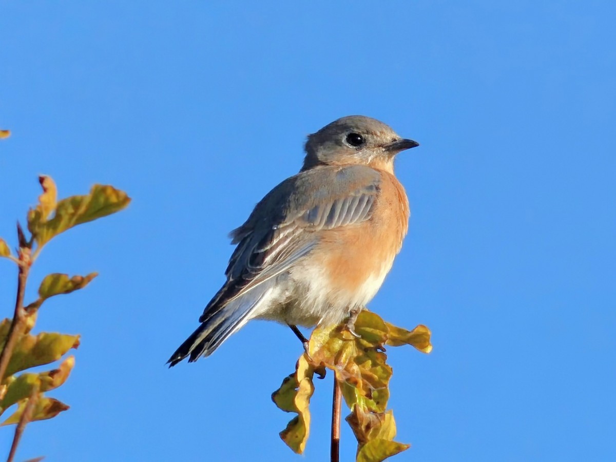 Eastern Bluebird - ML643740826