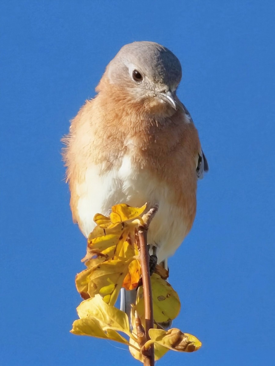 Eastern Bluebird - ML643740827