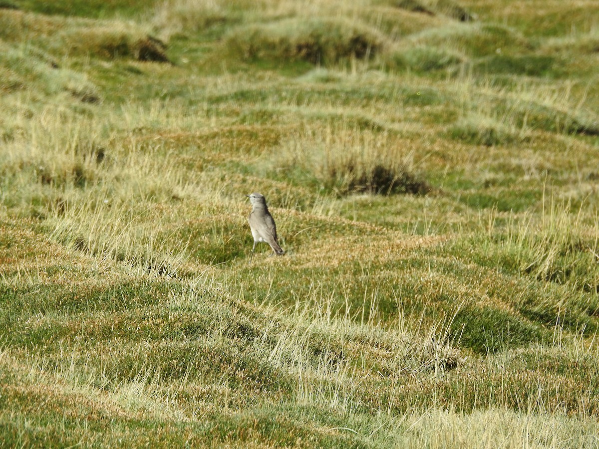 Ochre-naped Ground-Tyrant - ML643740830