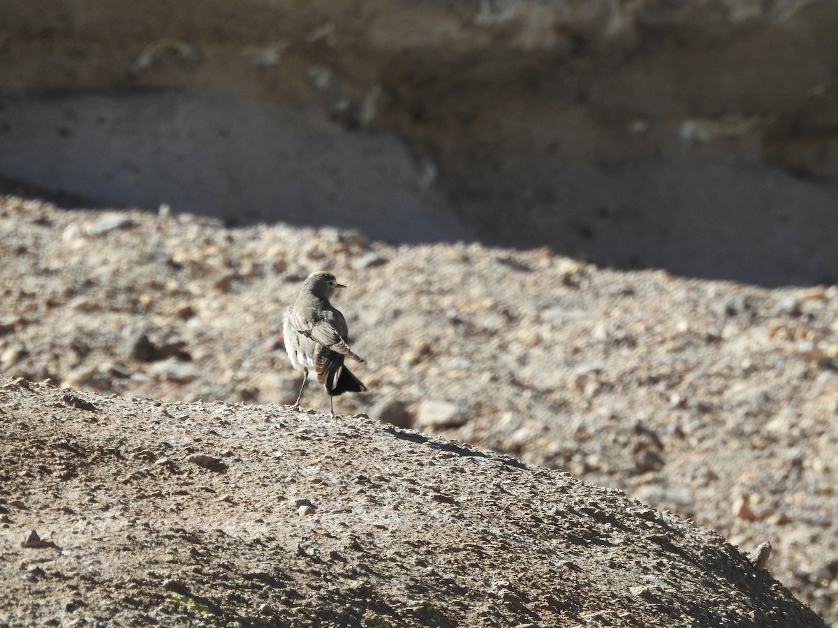 Ochre-naped Ground-Tyrant - ML643740832