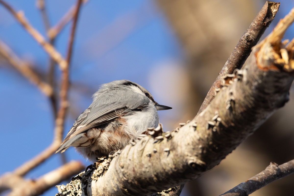 Eurasian Nuthatch - ML643740859