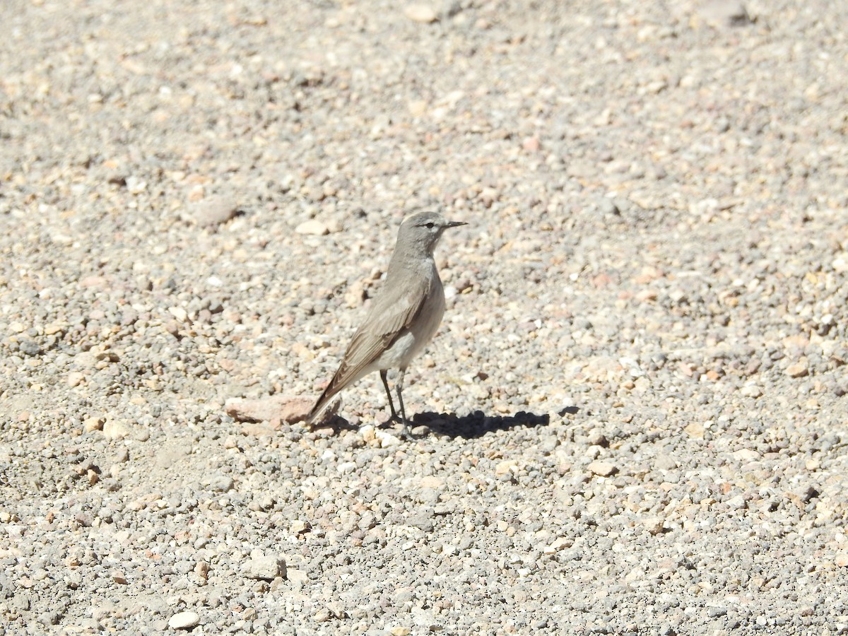 Ochre-naped Ground-Tyrant - ML643740882