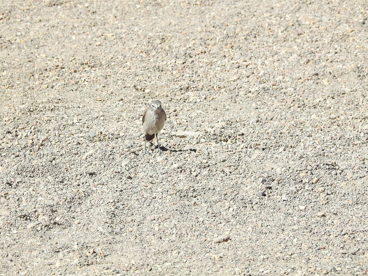 Ochre-naped Ground-Tyrant - ML643740883