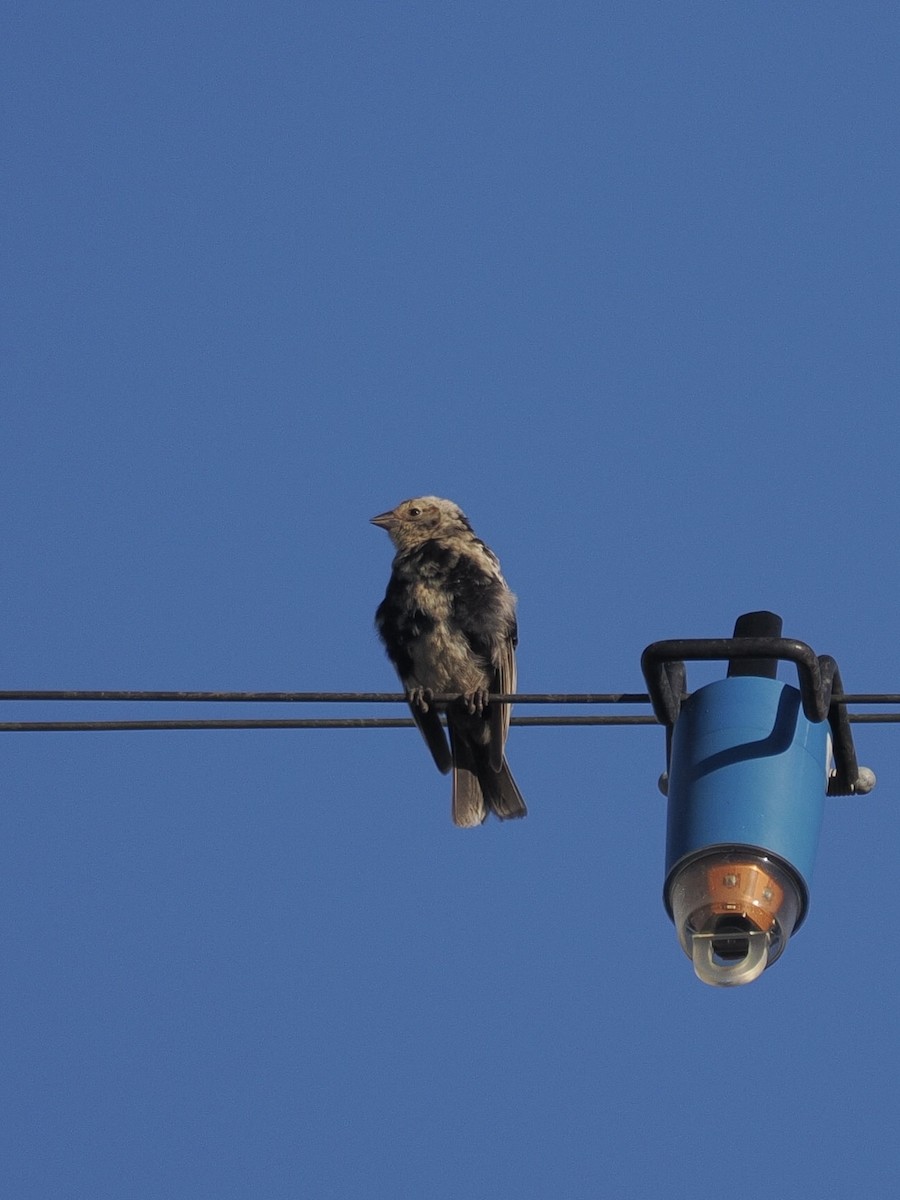 Brown-headed Cowbird - ML643740886