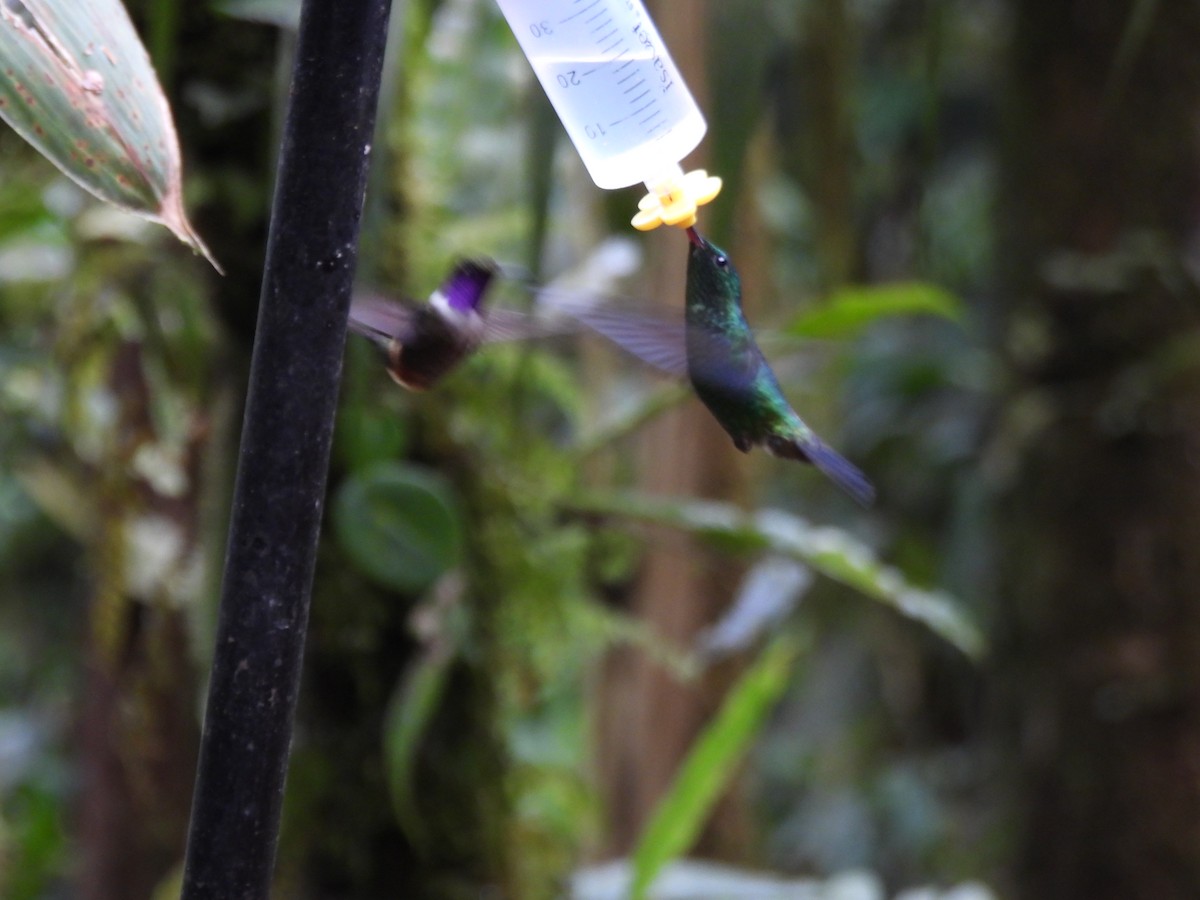 Purple-throated Woodstar - ML643740889