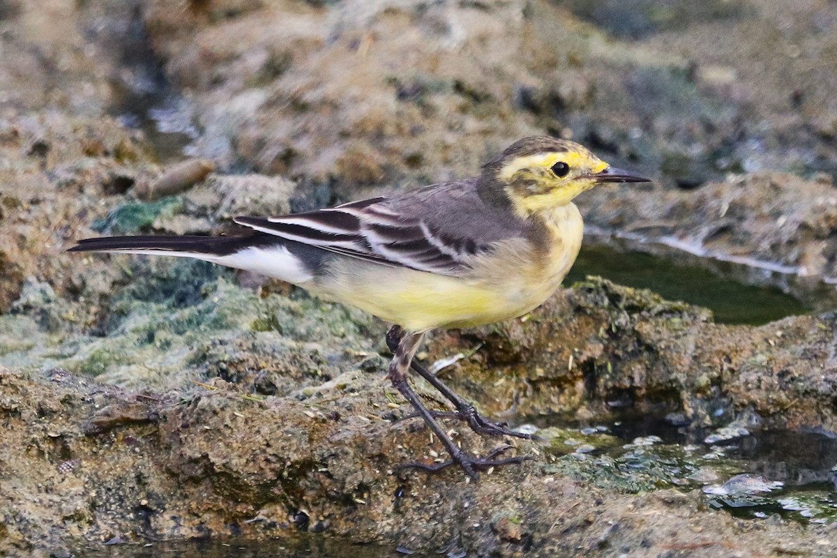 Citrine Wagtail - ML643740893