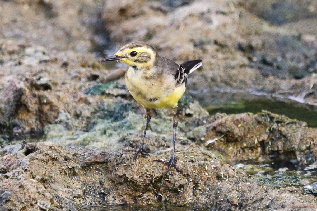 Citrine Wagtail - ML643740894