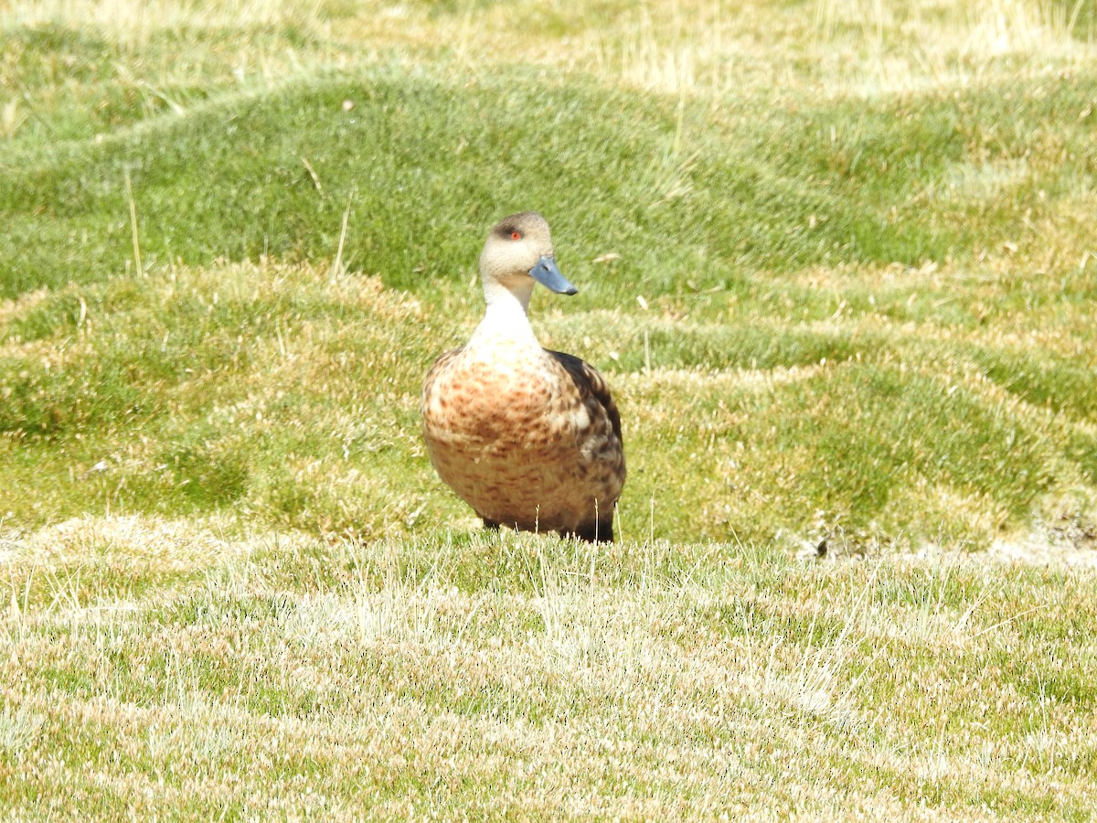 kachna vlasatá - ML643740902